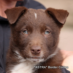 Red and white Male, smooth to medium coat, border collie puppy